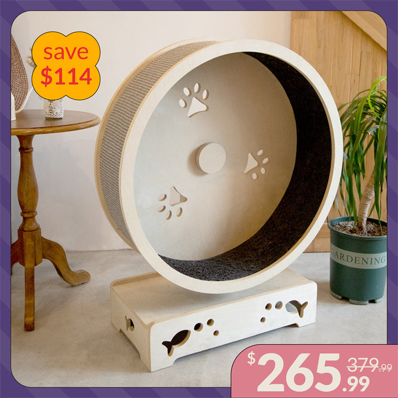 Paws and Fish Cat Wheel